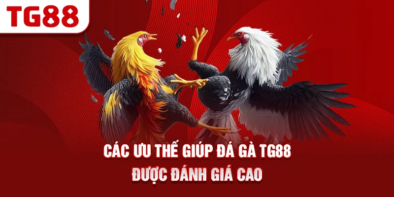 Các Ưu Thế Giúp Đá Gà TG88 Được Đánh Giá Cao