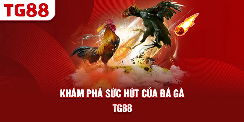Khám Phá Sức Hút Của Đá Gà TG88