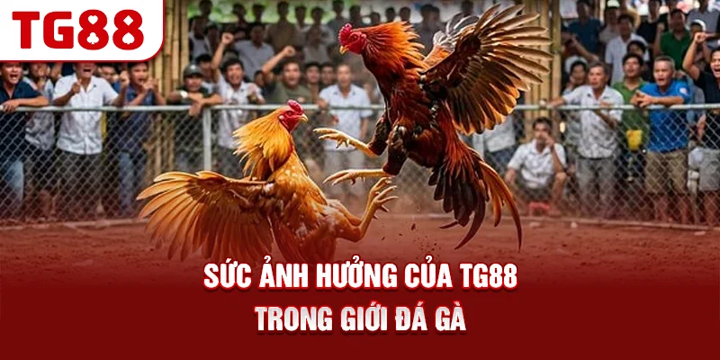 Sức ảnh hưởng của TG88 trong giới đá gà