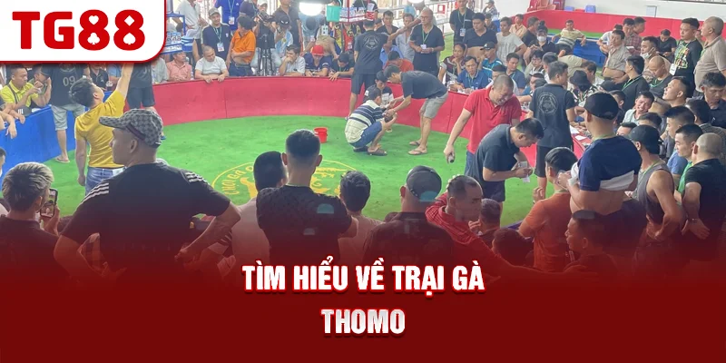 Tìm hiểu về trại gà thomo