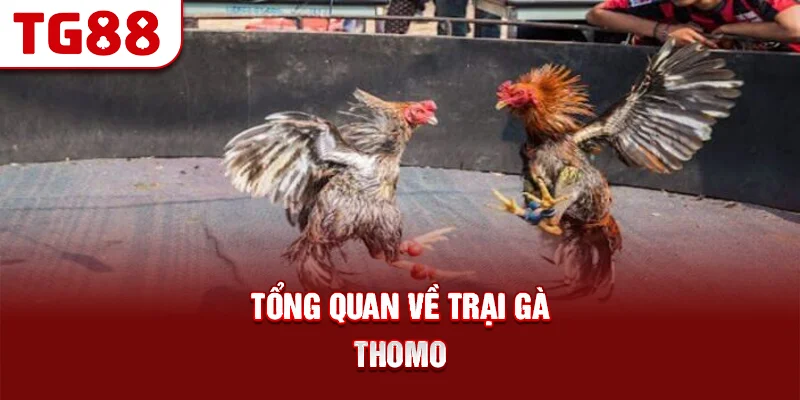 Tổng Quan Về Trại Gà Thomo