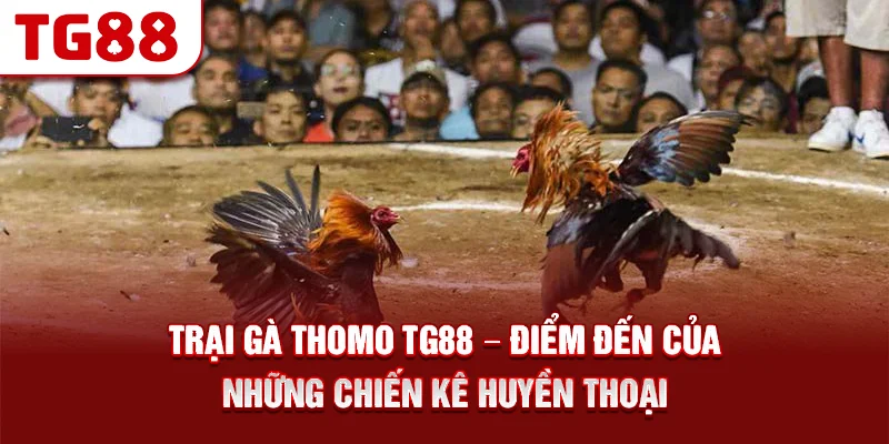 Trại Gà Thomo TG88 – Điểm Đến Của Những Chiến Kê Huyền Thoại